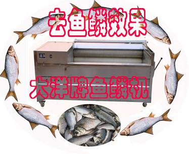 供應(yīng)淡水魚(yú)剝魚(yú)鱗機(jī)、優(yōu)質(zhì)鮮魚(yú)刮鱗機(jī)廠家-諸城大洋