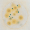 Petrifilm 霉菌和酵母菌測(cè)試片6417美國(guó)3M