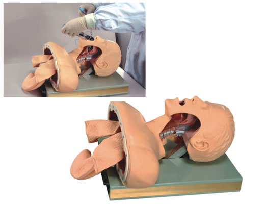 高級(jí)氣管插管訓(xùn)練模型，帶報(bào)警氣管插管模型，氣管插管訓(xùn)練模型