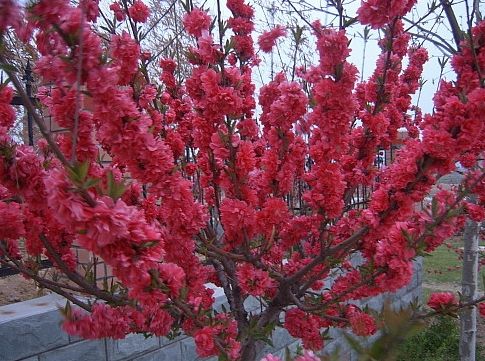 紅葉碧桃小苗#山東紅葉碧桃【紅葉碧桃小苗價格】山東紅葉碧桃價格