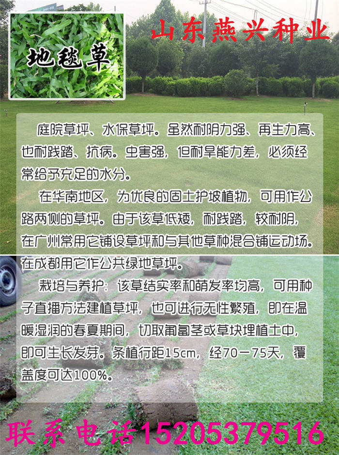 北京省順義區(qū)護坡草怎么種植