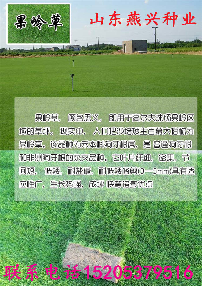 四川省資陽市耐陰護坡草坪種子