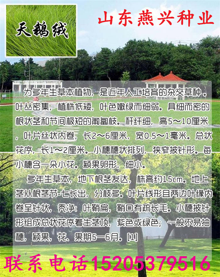 安徽省安慶市護坡草種子批發(fā)價格