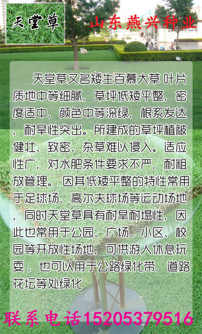 江蘇省揚州市護坡草種都有什么