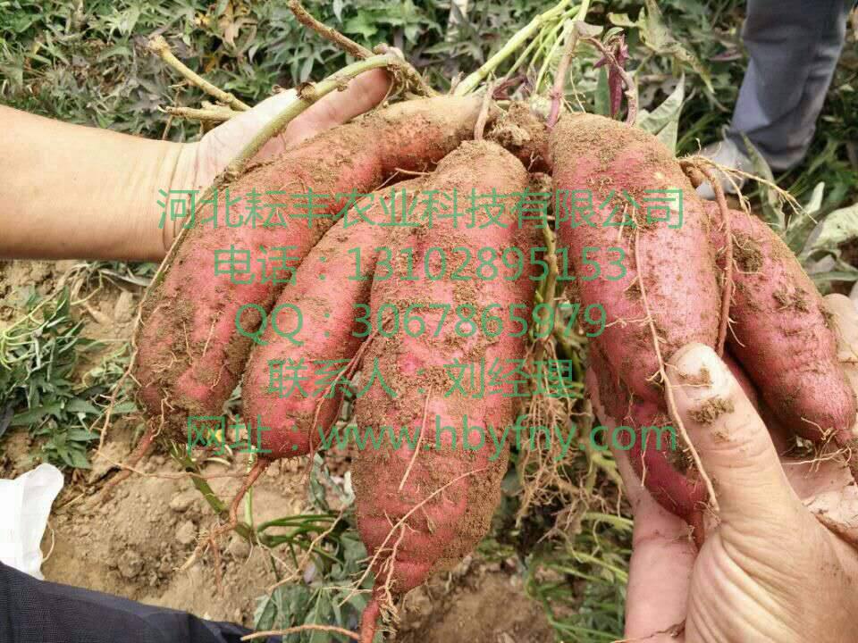 朔州濟薯26紅薯報價 山陰濟薯26紅薯行情