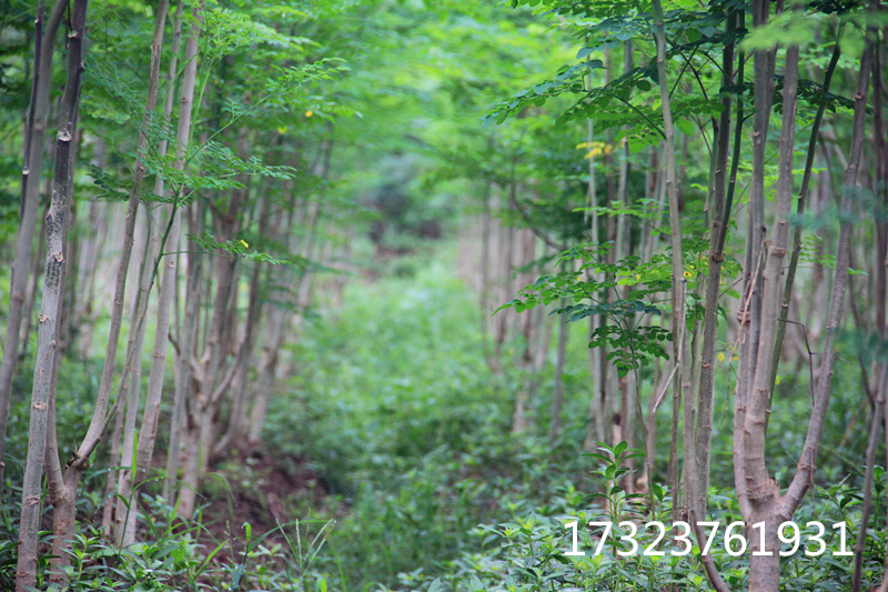 辣木基地種植加盟 辣木種植技術(shù)學(xué)習(xí) 重慶展禾辣木