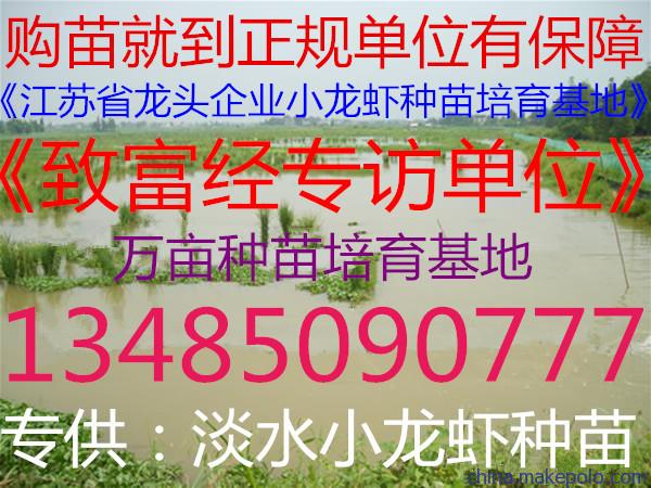 人工培育大種龍蝦苗直銷包成活包回收免費(fèi)提供養(yǎng)殖技術(shù)