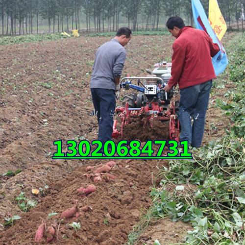 小型薯類土豆收獲機 拖拉機花生收獲機