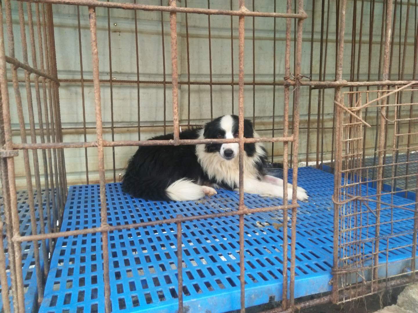 廣州白云區(qū)哪里可以買到純種邊牧幼犬，廣州金毛犬之家