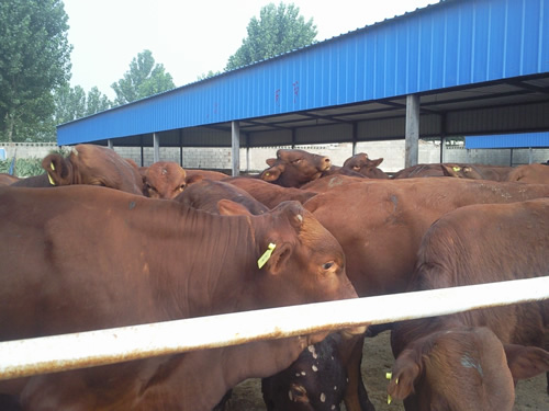 西門(mén)塔爾肉牛催肥飼料配方：優(yōu)農(nóng)康飼料添加劑更專(zhuān)業(yè)