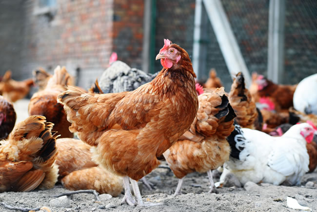 安全的雞用飼料添加劑效果還這么好