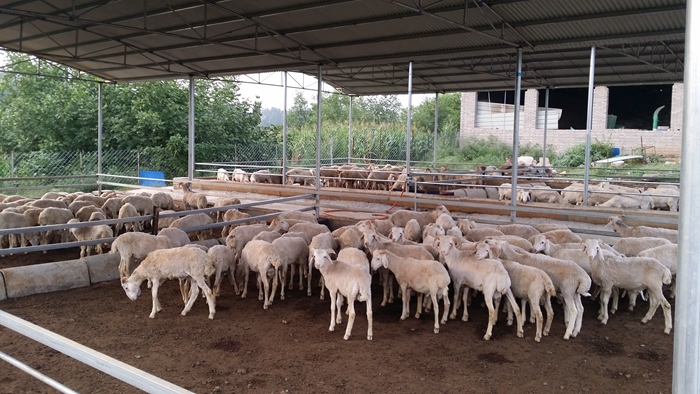 這個(gè)肉羊催肥飼料配方 幫您降低飼養(yǎng)成本