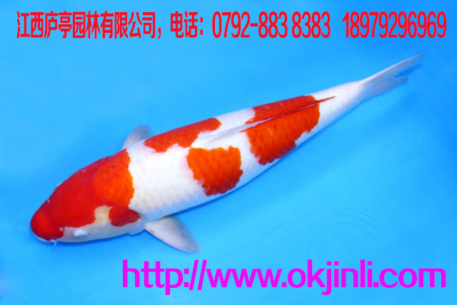 錦鯉養(yǎng)殖場(chǎng)批發(fā)供應(yīng)觀賞魚日本錦鯉魚 品種有紅白 大正三色