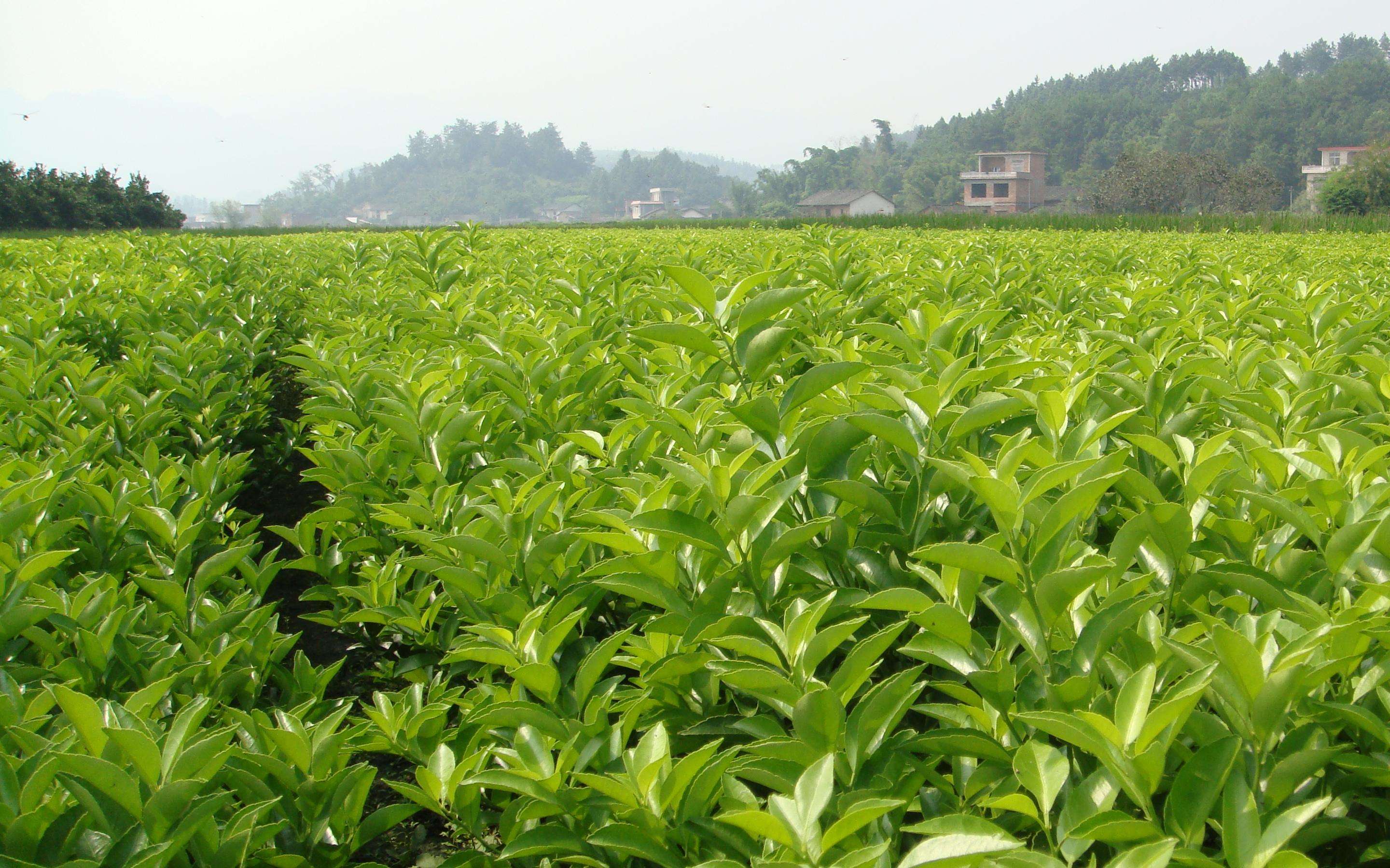 百色大量蜜桔樹苗批發(fā)_百色哪里有蜜桔樹苗買呀_百色蜜桔樹苗基地銷售