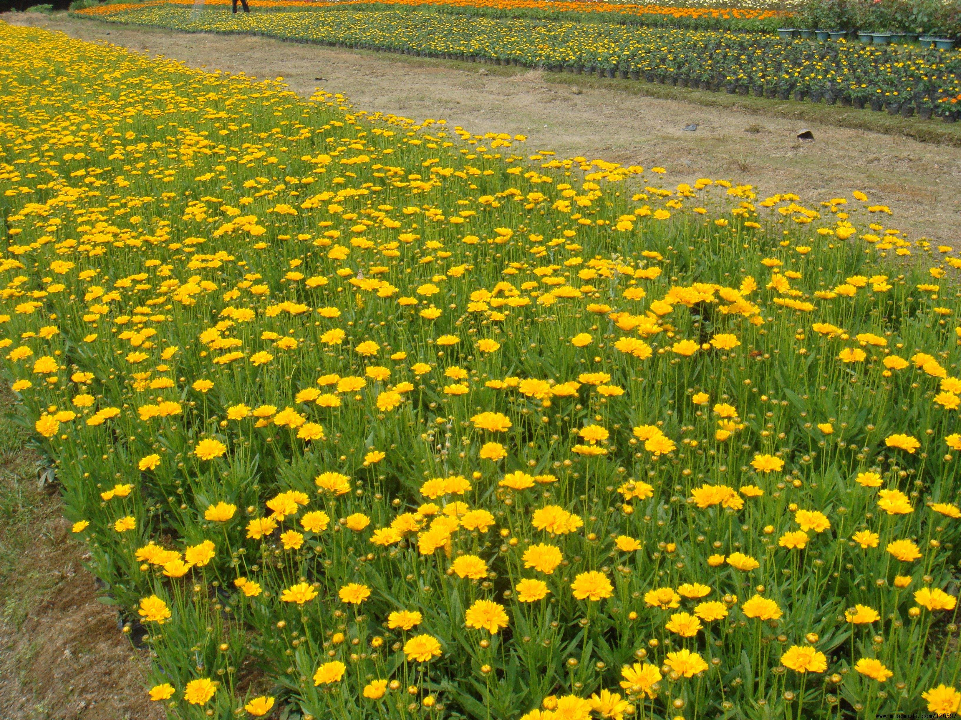 山東金雞菊價格金雞菊小苗金雞菊花?；匾皇止?yīng)