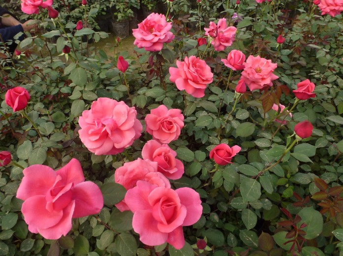 山東豐花月季價格豐花月季基地豐花月季花色基地一手供應