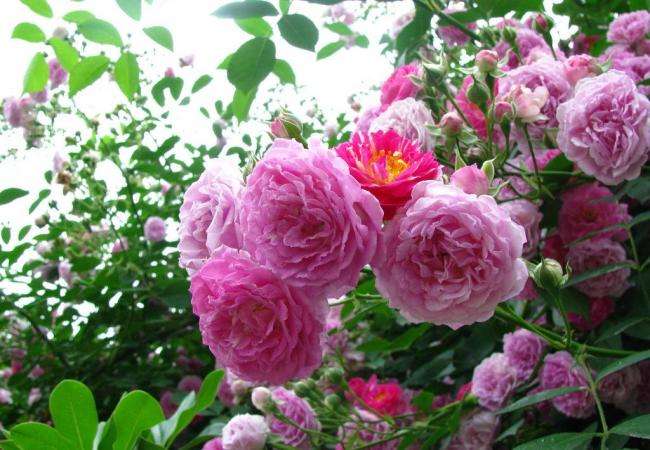 山東大花薔薇價格大花薔薇基地大花薔薇小苗基地一手供應(yīng)