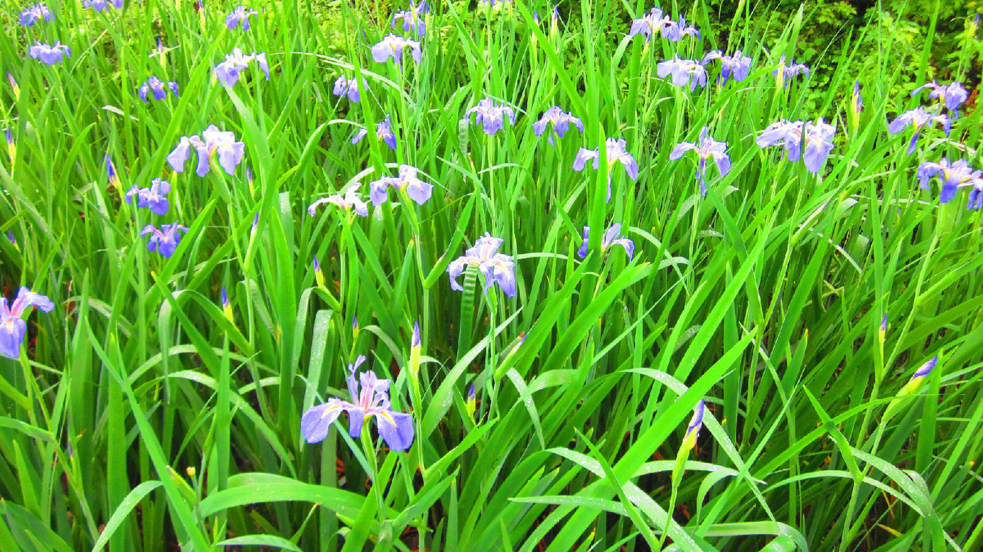 山東鳶尾花價(jià)格鳶尾花基地鳶尾花小苗基地一手供應(yīng)