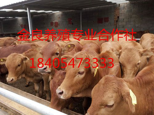 保定2018肉?；铙w價格 肉牛利潤