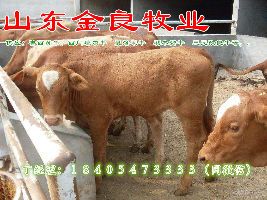 牛犢養(yǎng)殖場(chǎng)肉牛價(jià)格 西門塔爾肉牛犢價(jià)格 小牛犢價(jià)格