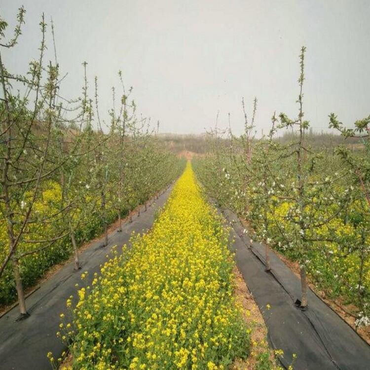 果園防草布在果園種植中的作用和蓋草布廠家效果!