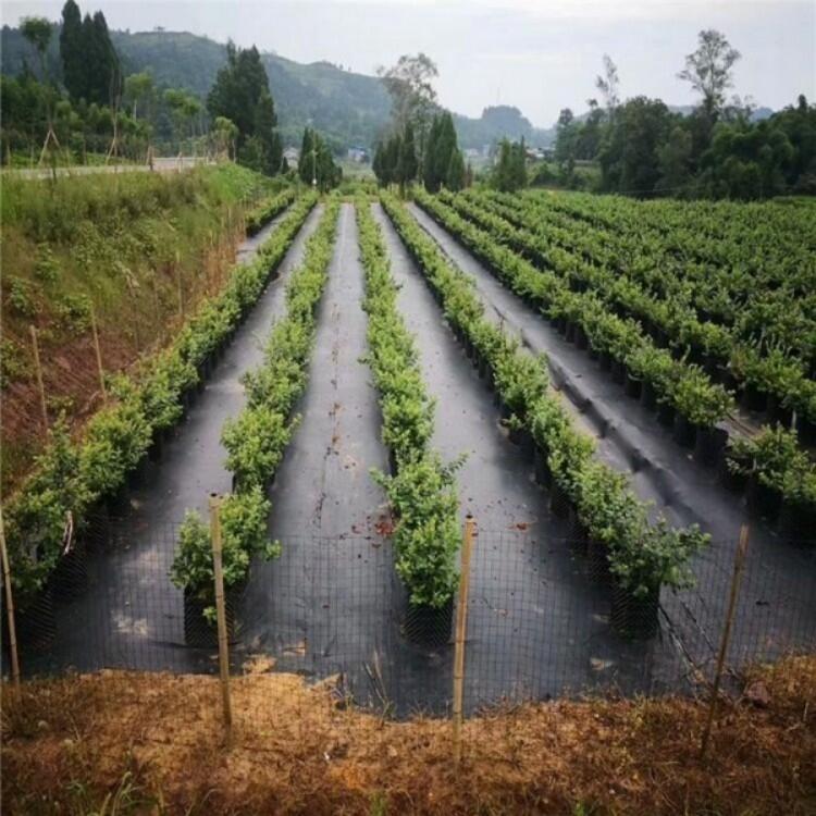 防草布價格、果樹除草布、蓋草布批發(fā)