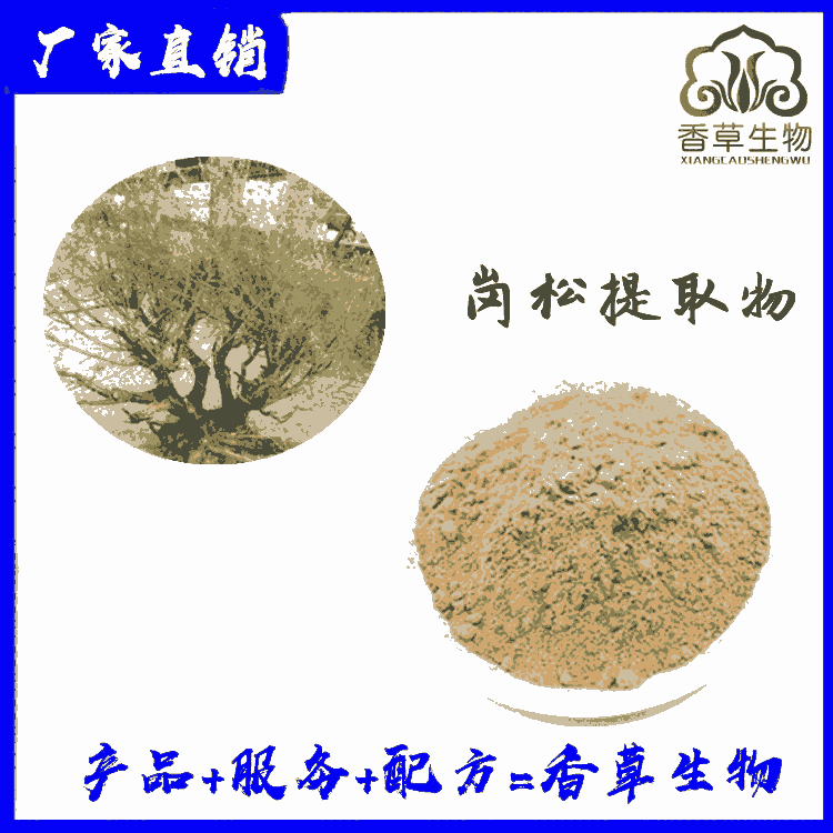 崗松提取物 濃縮粉 崗松粉 速溶崗松粉廠家