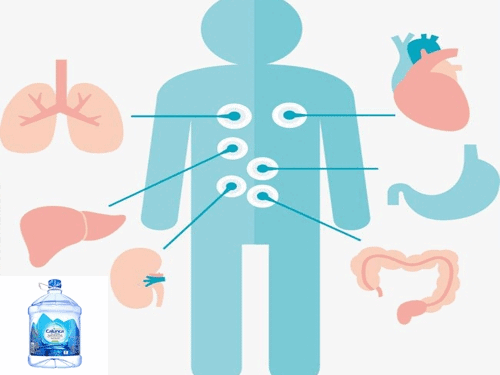 綠鼎弱堿性山泉水與人體內(nèi)部位的關(guān)系
