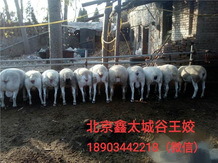 營養(yǎng)高的育肥羊飼料 育肥羊飼料見效快的 育肥羊飼料添加劑