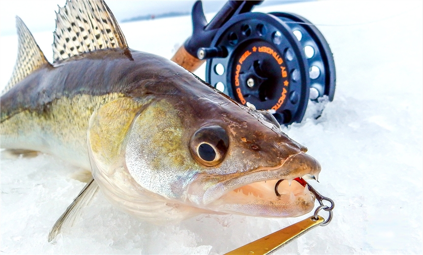 黑龍江銅羅魚供應商，新疆九道黑魚專賣公司，黑龍江梭鱸魚批發(fā)報價