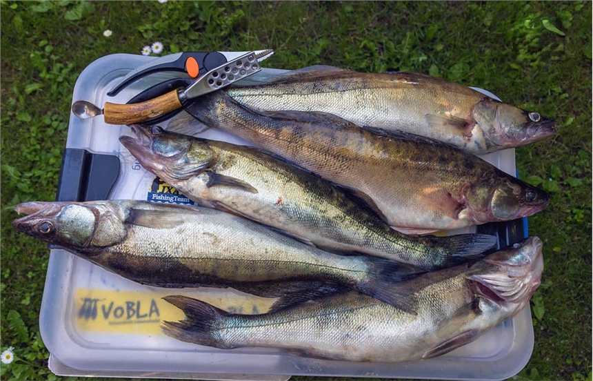 新鮮整條九道黑魚批發(fā)零售，新鮮冷凍九道黑魚產(chǎn)地直銷，新鮮速凍九道黑魚貨源價(jià)格