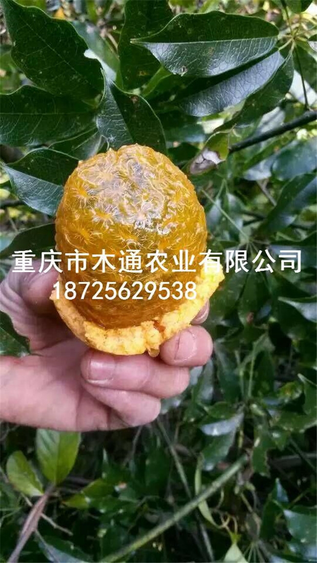 九月黃種苗_五葉木通苗價(jià)格