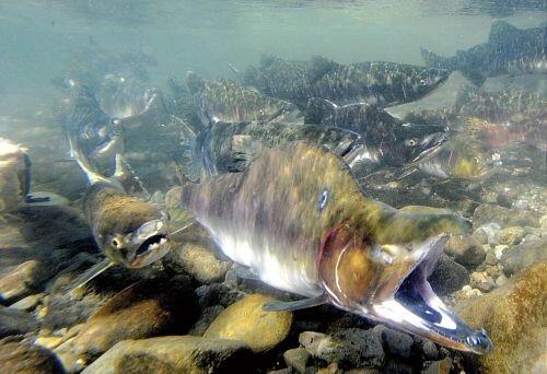 進(jìn)口澳大利亞冷凍大西洋鮭魚到上海港報關(guān)流程