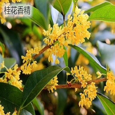 桂花3301輪胎油遮味香精