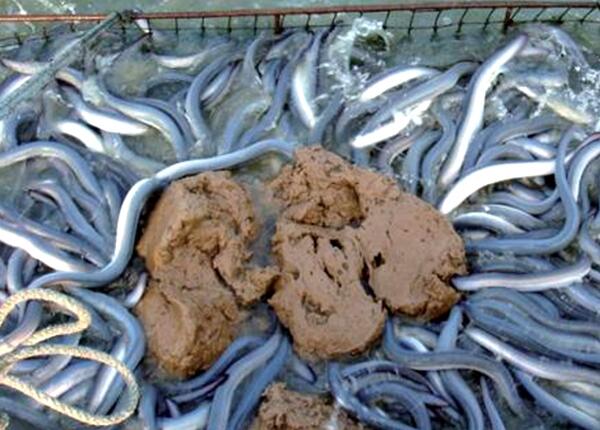 草魚(yú)鰻魚(yú)海參飼料粘合劑 粘度高助消化蛋白高