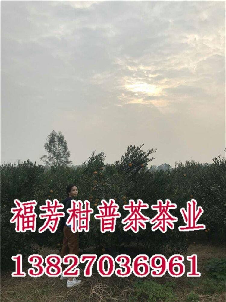 新會(huì)小青柑十大牌子_新會(huì)小青柑一斤多少錢_御廣陳廠家批發(fā)零售