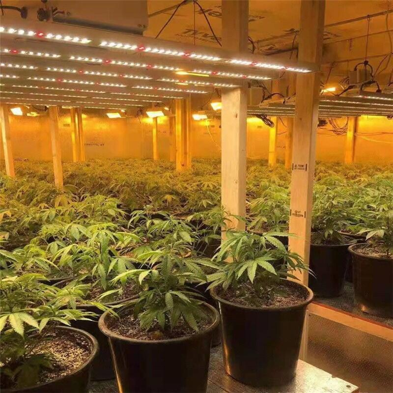 亳州植物生長燈廠家直銷全光譜植物生長燈 溫室植物生長燈 LED植物燈