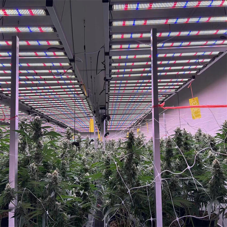 led植物燈廠家直銷泰國溫室植物生長燈 雙清含稅到泰國農(nóng)場植物燈