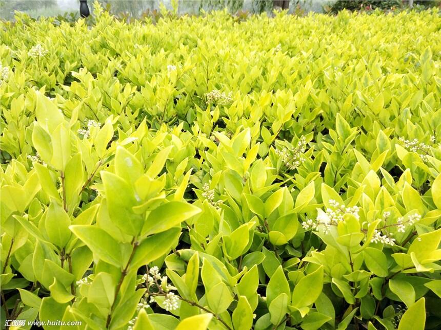 小區(qū)常用道路綠化苗木，公園常用道路綠化苗木@茗茜苗木基地供應(yīng)