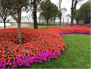 十一國(guó)慶節(jié)花壇花卉茗茜花卉基地供應(yīng)