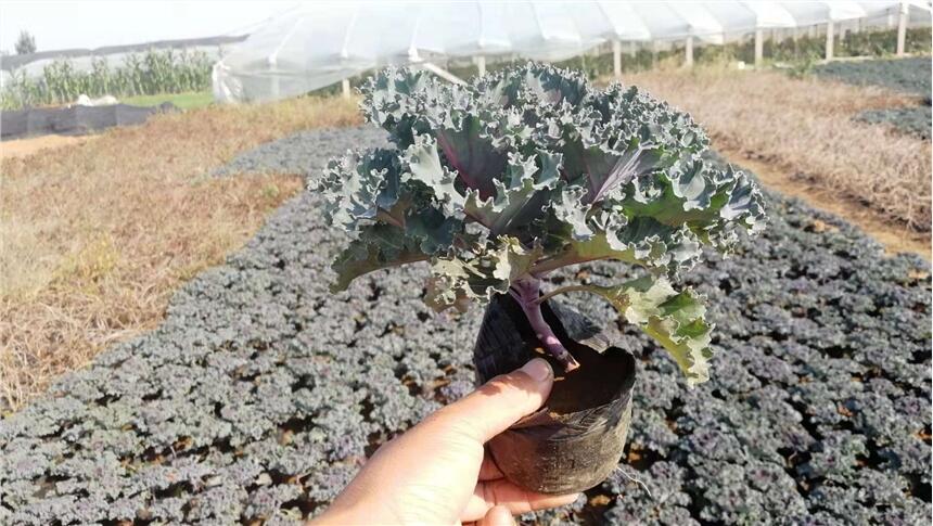 冬季草花品種，冬季耐寒草花種類，茗茜冬季草花基地