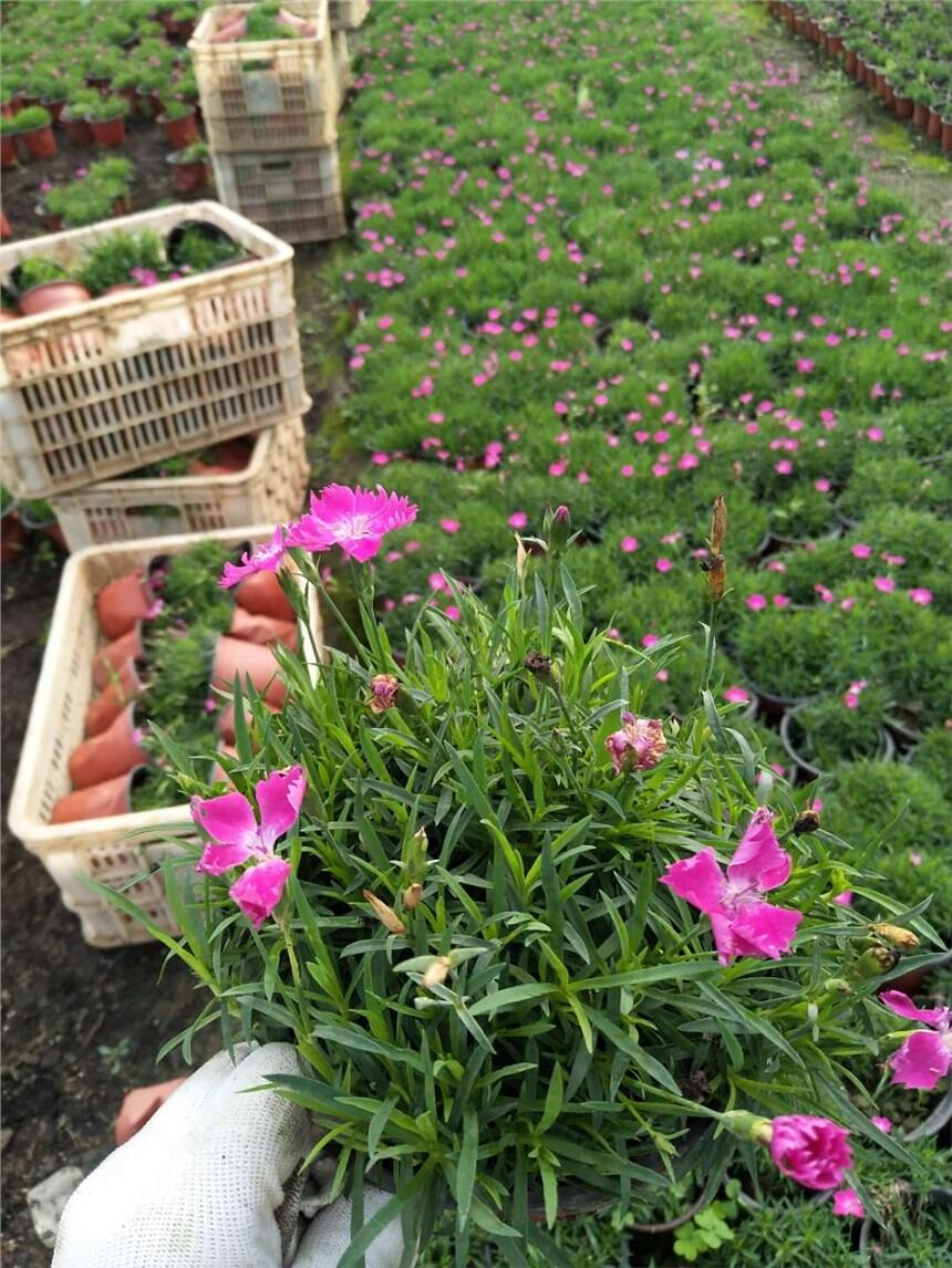 過年期間開的花有哪些，春節(jié)花卉，過年花卉批發(fā)