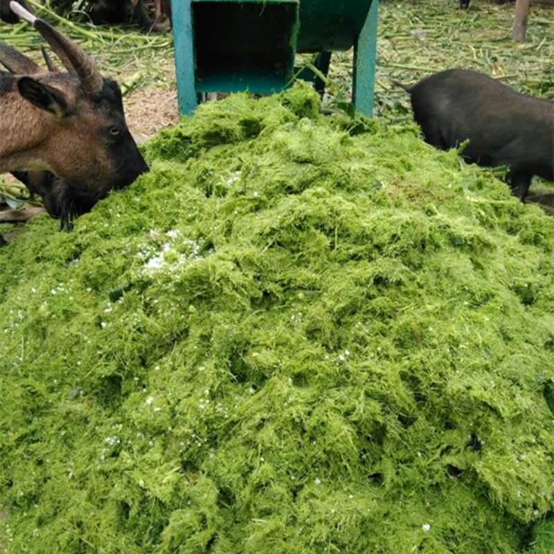 大型打漿機臥式立式鵝飼料青草養(yǎng)殖戶