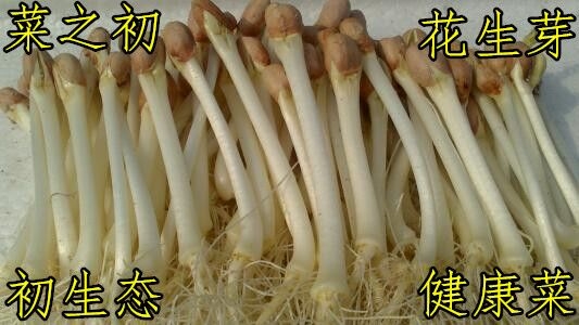 沒有大棚的話，該怎樣生產(chǎn)芽苗菜呢？