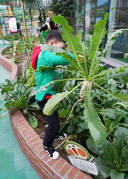 空中菜園設計,空中菜園