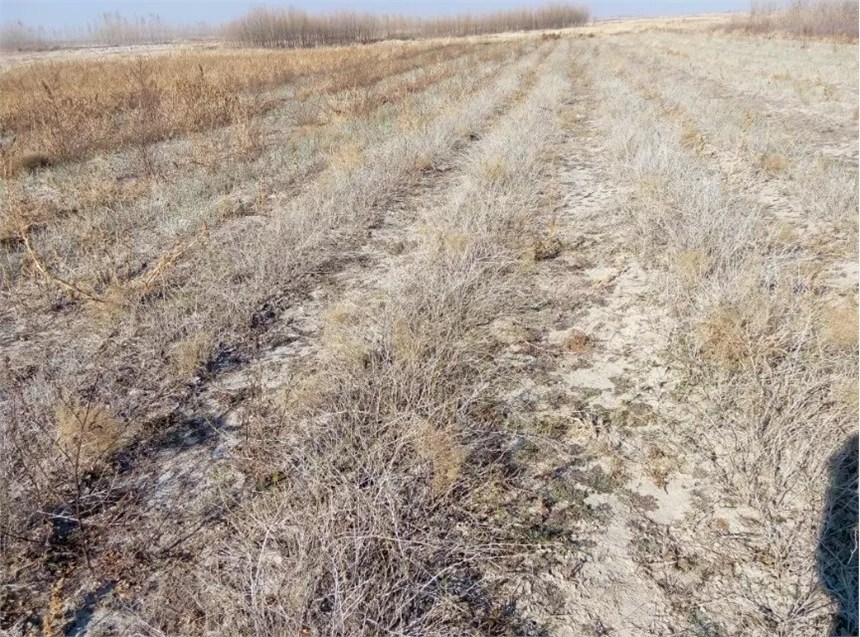 吉林白刺苗銷售基地，出售2生白刺苗木