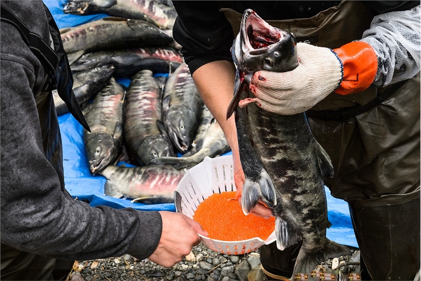 黑龍江大馬哈魚批發(fā)，大馬哈魚撫遠批發(fā)多少錢，東北烏蘇里江大馬哈魚