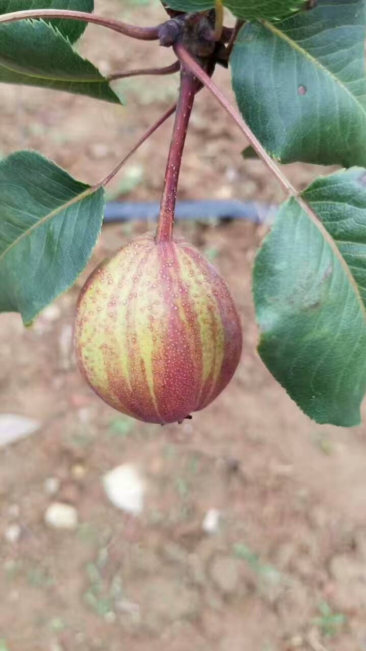 山東紅蛇果樹苗價格