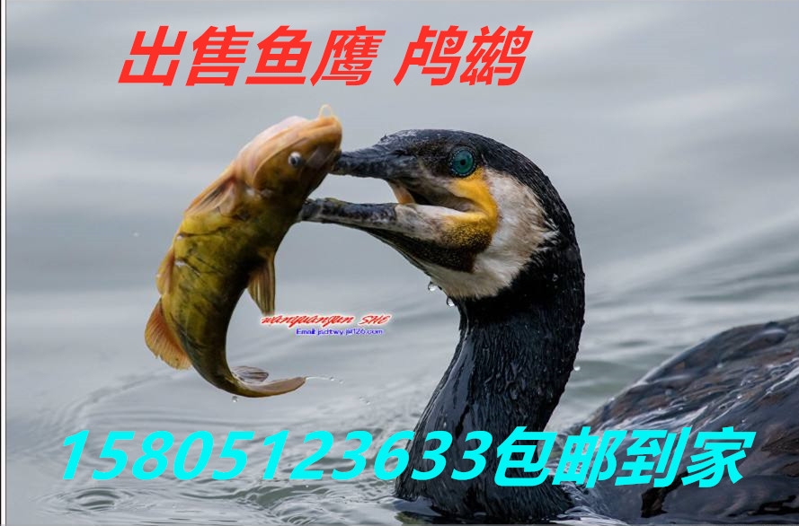 安慶哪里出售賣魚鷹價(jià)格便宜？ 哪里有出售賣魚鷹 鸕鶿價(jià)格便宜