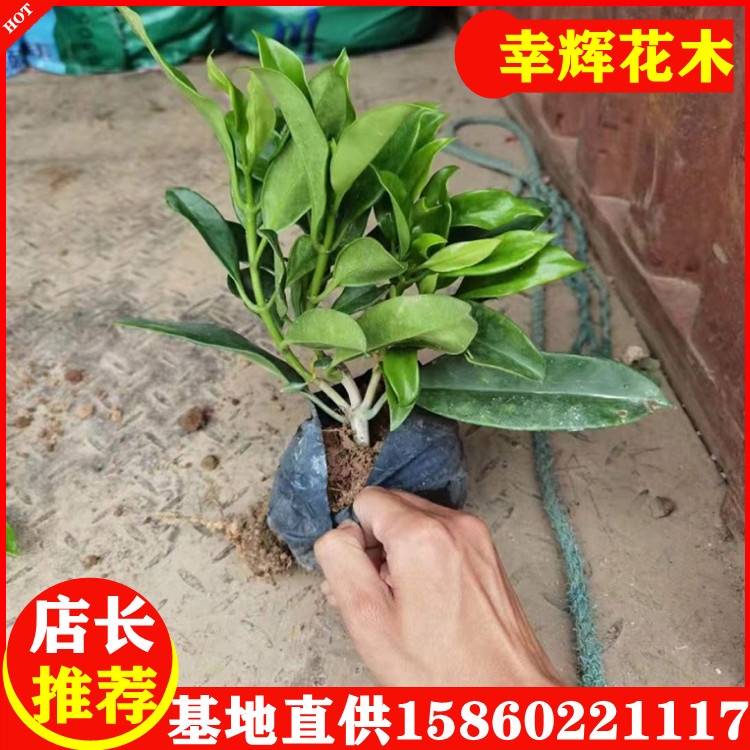 非洲茉莉廠家供應(yīng)室內(nèi)庭院小區(qū)綠植袋苗